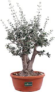 Recensioni di ulivo bonsai da giardino